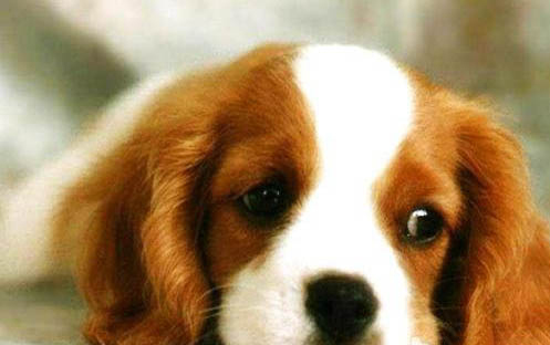 歐亞大陸犬的體重大約是多少