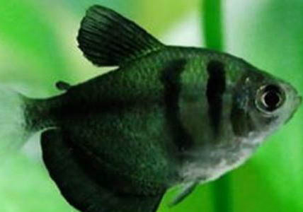 魚缸種水草都需要什么