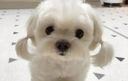 狗狗來例假有哪些表現