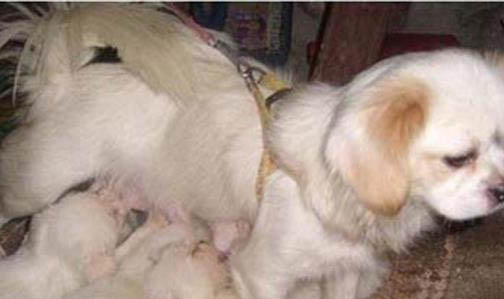 3個(gè)月的狗算幼犬嗎