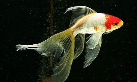 草金魚(yú)壽命