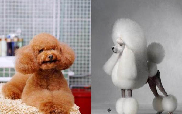 貴賓犬懷孕多久會生?