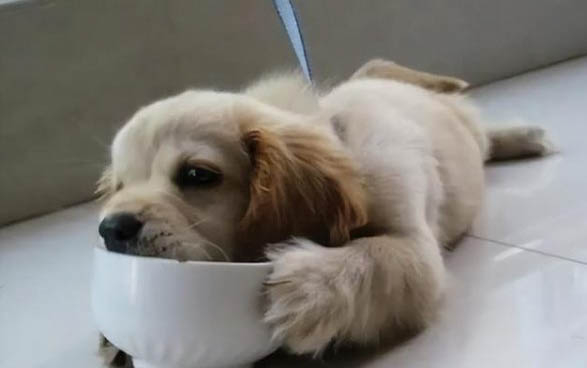狗狗能不能吃奶油?