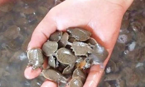 甲魚放在桶里能活多久