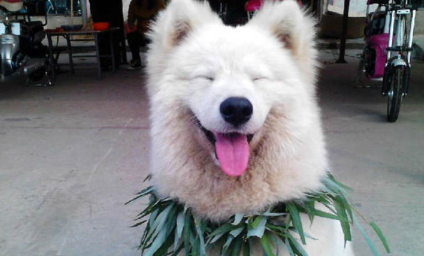 薩摩耶犬和銀狐犬如何分辨