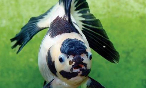 奶瓶飼喂觀賞魚(yú)的好處