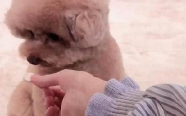 泰迪犬為什么喜歡咬尾巴?