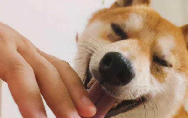狗狗需要打什么疫苗針