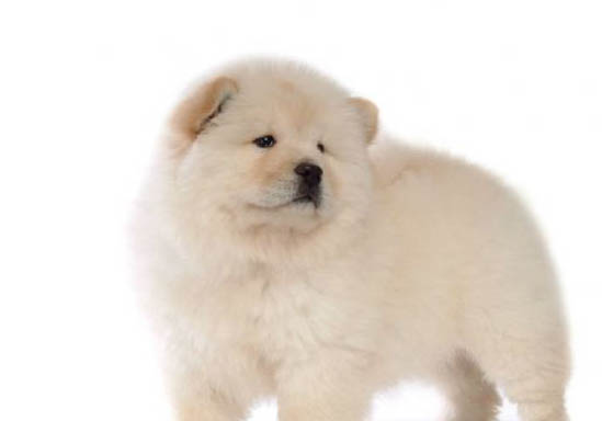 松獅犬被禁養的原因
