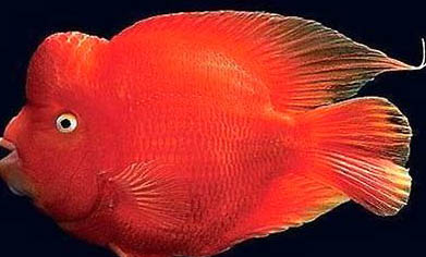 鸚鵡魚一年能長多大