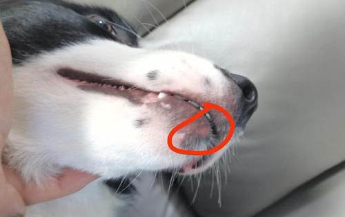 狗狗例假來幾天