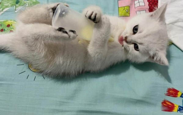 貓吃人的維生素b劑量是多少