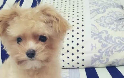 狗狗被車撞了能自愈嗎?