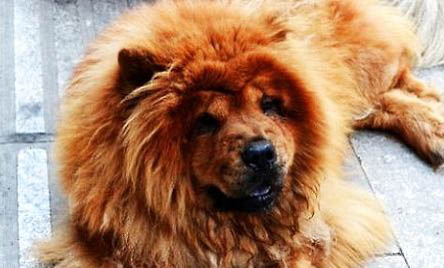 純種松獅犬價(jià)格