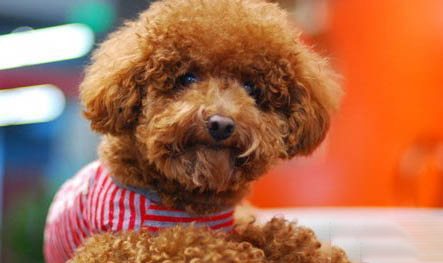 泰迪犬和貴賓有什么區別