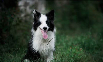純種邊境牧羊犬辨別方法