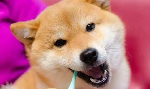 狗狗趴窩一般多久生