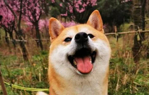 兩個月幼犬死前征兆