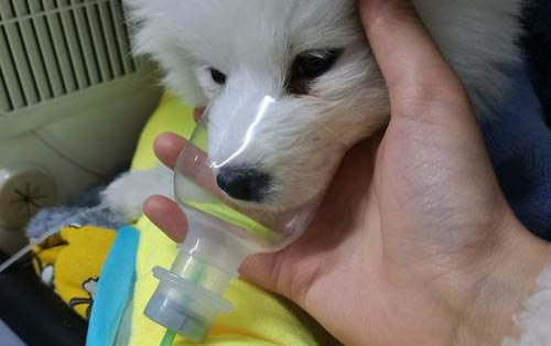 如何讓小狗不吃肉狗糧啊