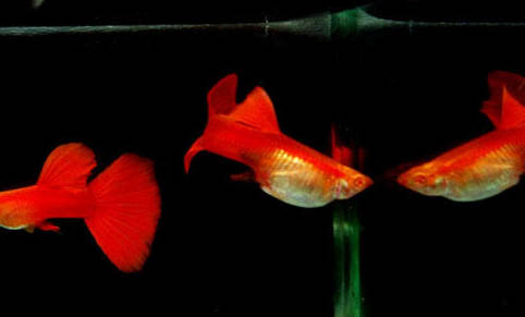 孔雀魚換水時(shí)的注意事項(xiàng)