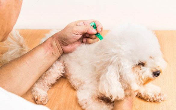 小狗有哪些品種