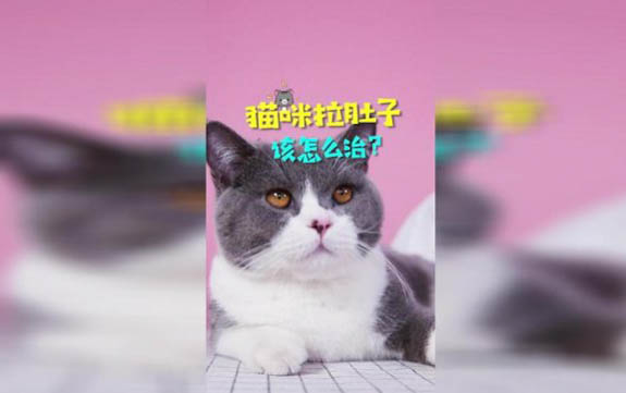 小貓口吐白沫什么原因?