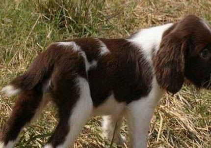 如何訓練史賓格犬