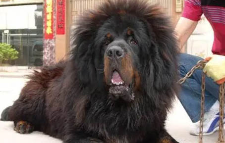 藏獒習(xí)性怎么樣訓(xùn)練?