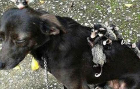 犬毒瘟靈隔多久打一針