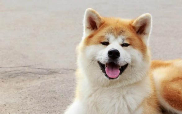日本秋田犬和柴犬有什么區別