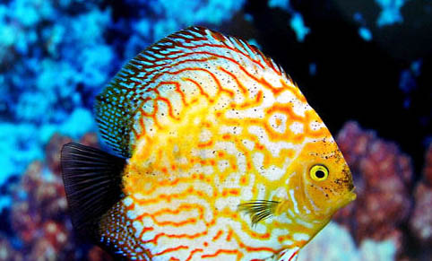 小型神仙魚飼養(yǎng)方法