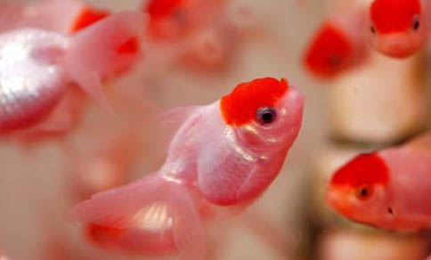 金魚多久喂一次