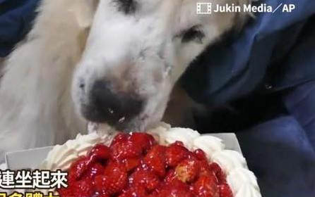 小狗拉稀吃什么食物好得快