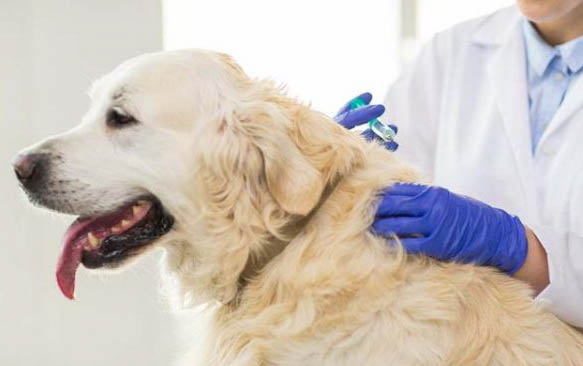布列塔尼犬坐著睡覺的原因