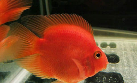 釣魚早上釣深水好還是淺水好