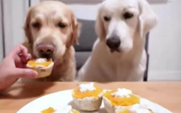 如何預(yù)防狗狗得犬瘟熱