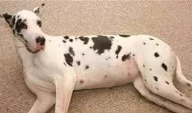 狗狗如果有這些行為一定要注意