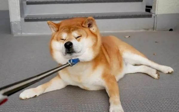 狗狗老咳嗽吃什么藥