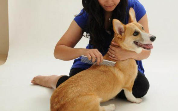 金毛犬不能吃的食物有哪些
