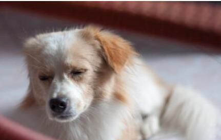 狗狗護食要怎么解決