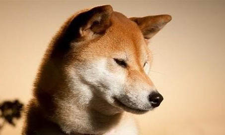 如何挑選秋田犬幼犬
