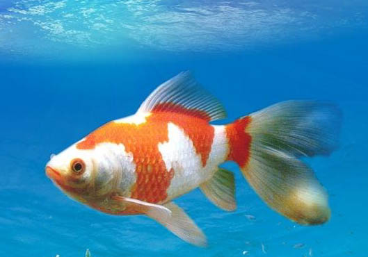 紅白草金魚能繁殖嗎