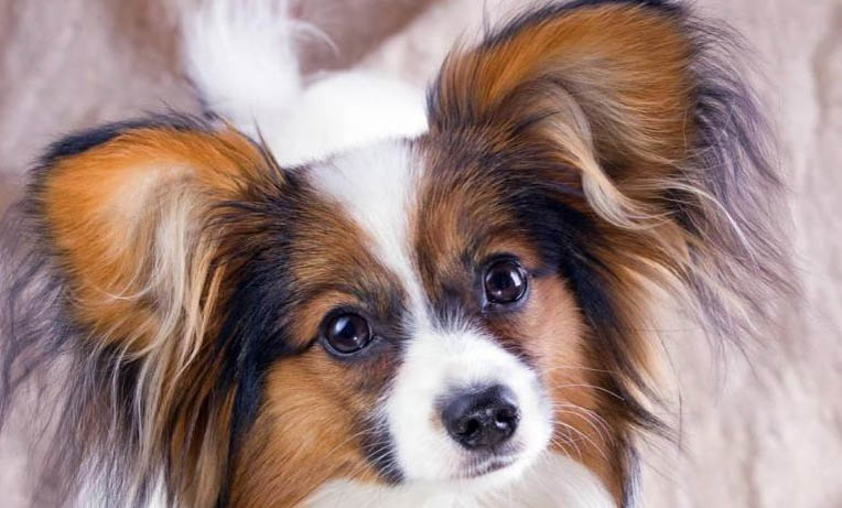 蝴蝶犬好養(yǎng)嗎