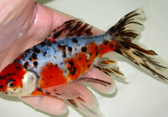 如何合理喂養金魚