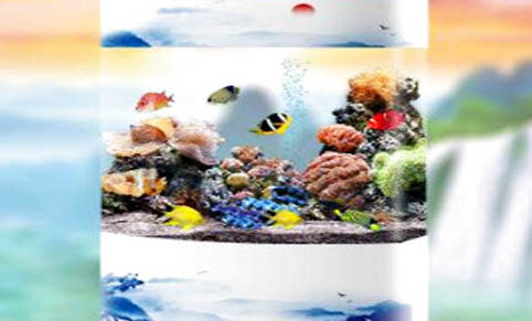長40厘米寬25魚缸養多少條魚