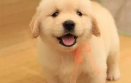 金毛犬吃多了拉稀怎么辦