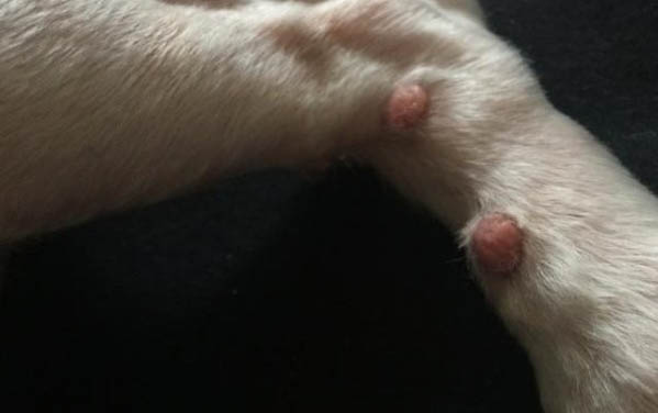 狗狗可以吃荔枝肉