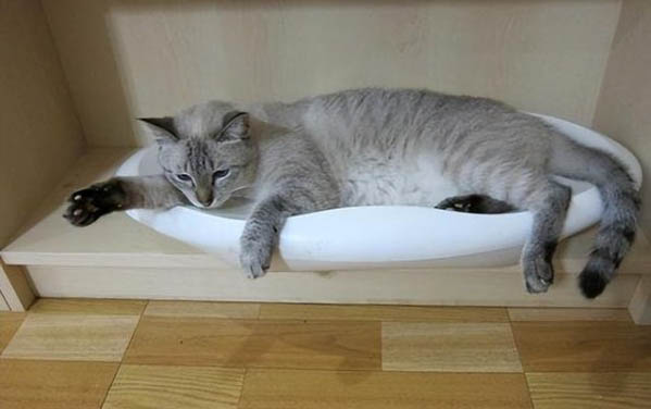 怎么看貓咪多大了幾個月