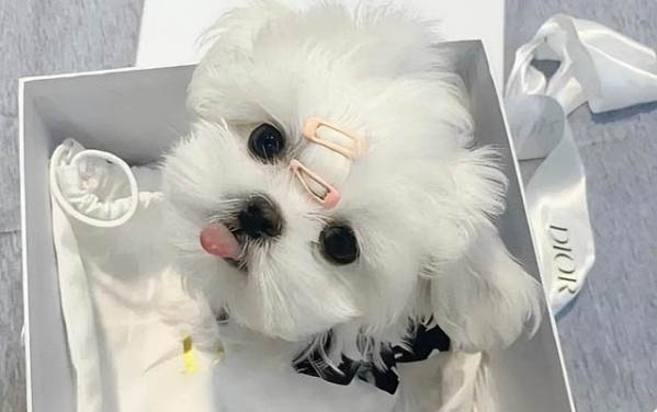 狗狗做絕育手術(shù)有哪些壞處?