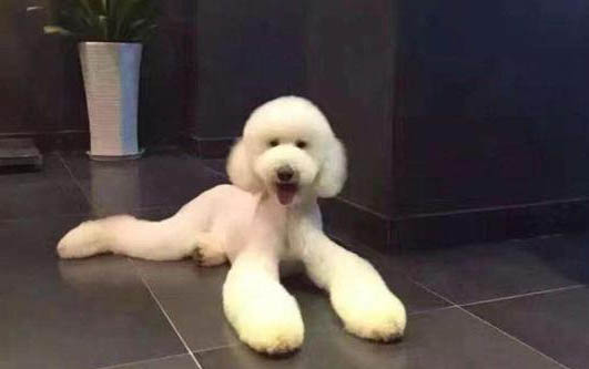 巨貴犬哪個顏色最貴